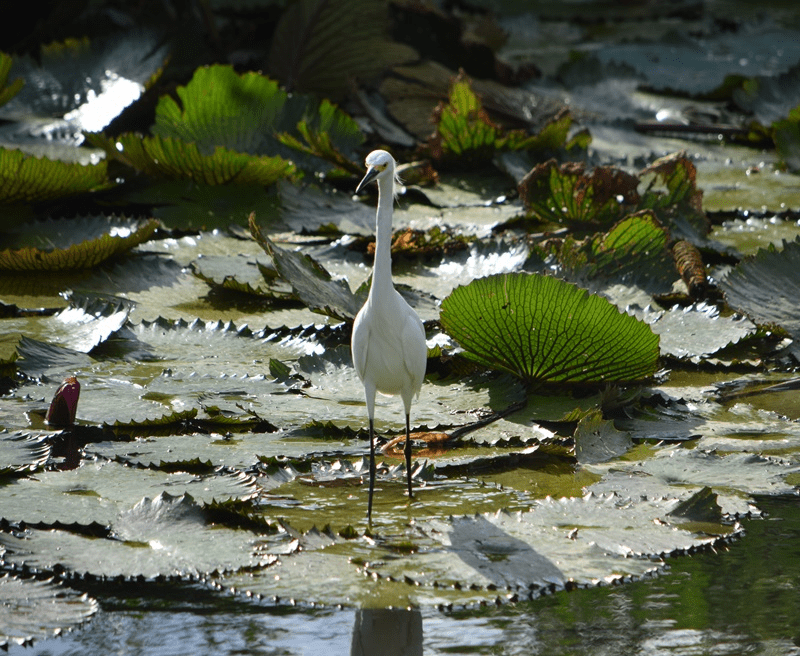 Garza en Trinidad foto P. Laurence