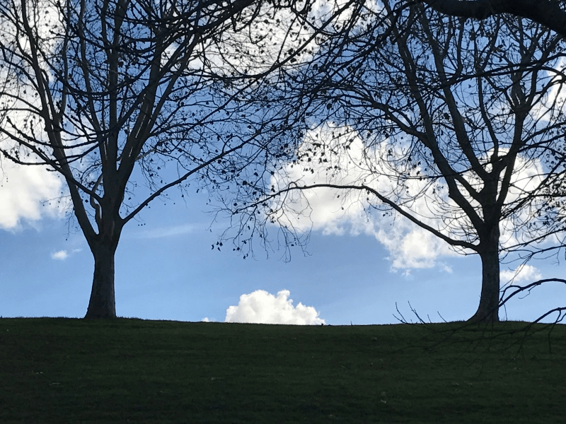 árboles sin hojas con cielos celeste Laurence Australia