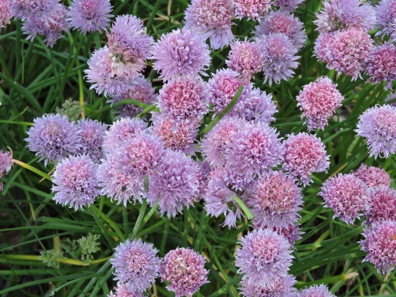 ciboulette Laurence Freeman, England.jpg