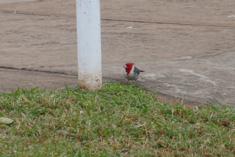 cardenal