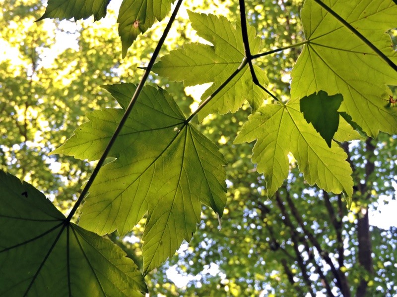 hojas, Laurence F, France