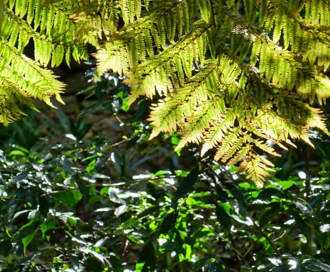 helechos south africa