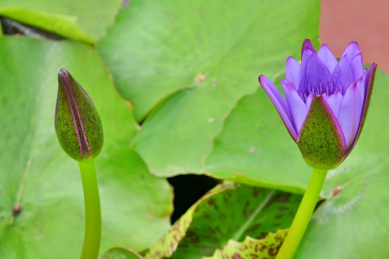 camalote daily wisdom Laurence Freeman