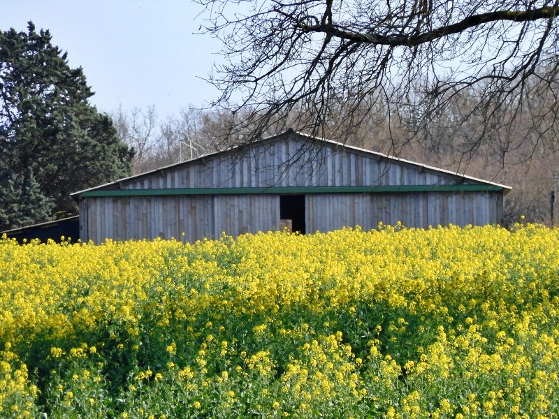 daily wisdom 13 may 2020 Laurence Freeman, France.