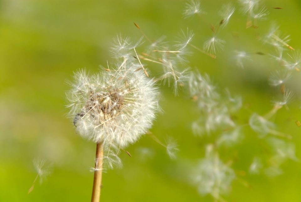 dandelion