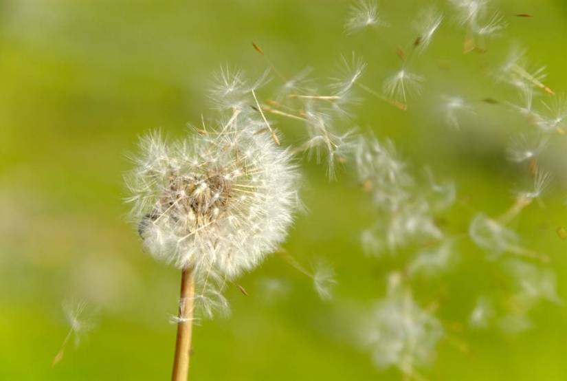 dandelion